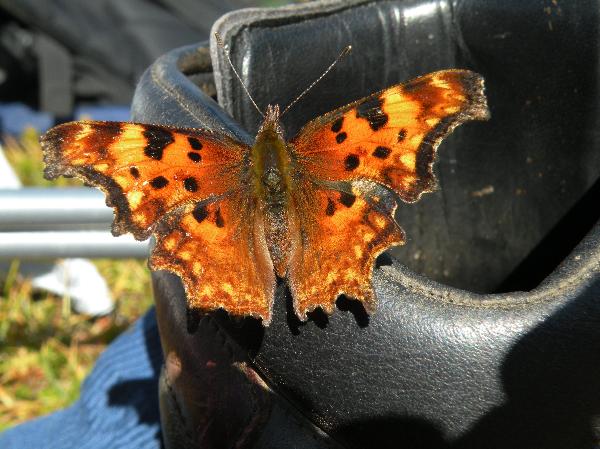 Photo of Polygonia faunus by Andrea Paetow